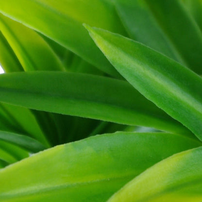 Dracaena (Yucca) Stem UV Resistant - Image 4
