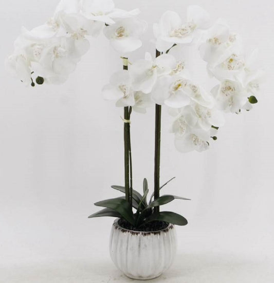 Artificial White Orchid in Ceramic Pot 64cm