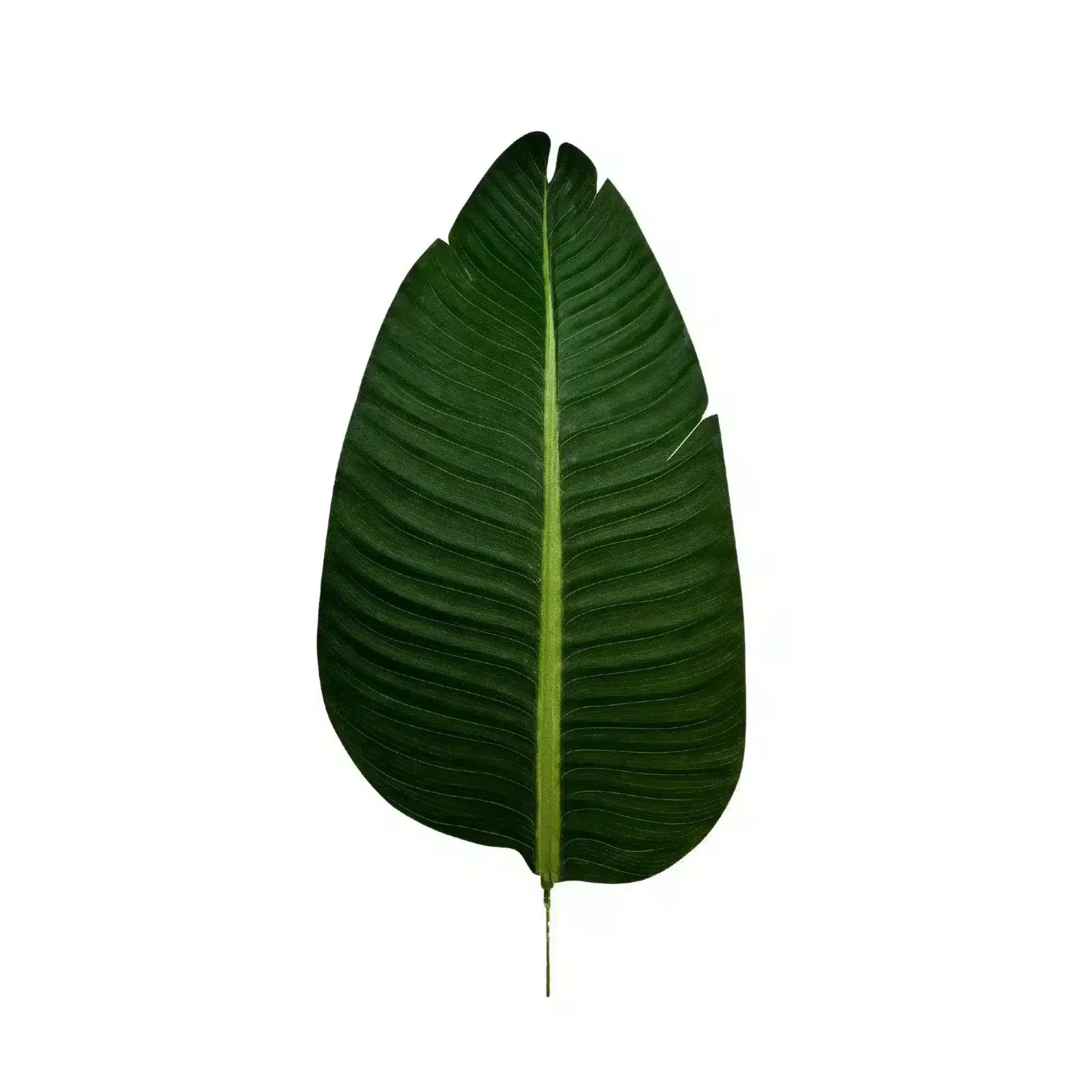 Grand Artificial Potted Travellers Palm (Banana Palm Tree) 180cm - Image 5