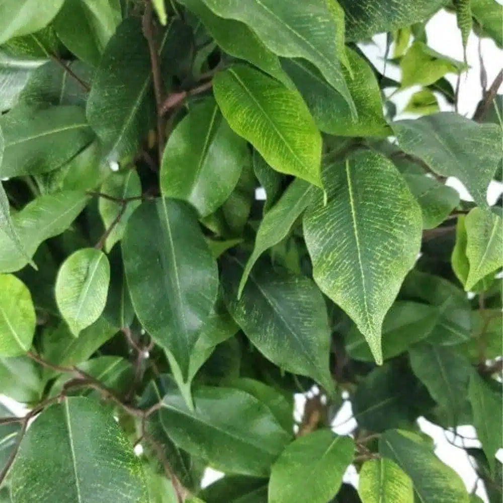 Artificial Potted Ficus Tree 160cm - Image 4