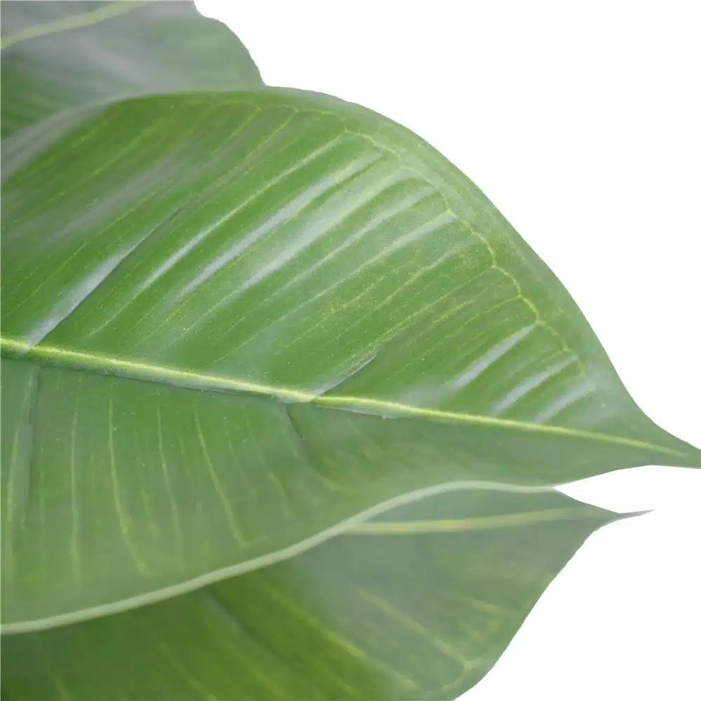 Artificial Potted Rubber Plant 55cm - Image 4